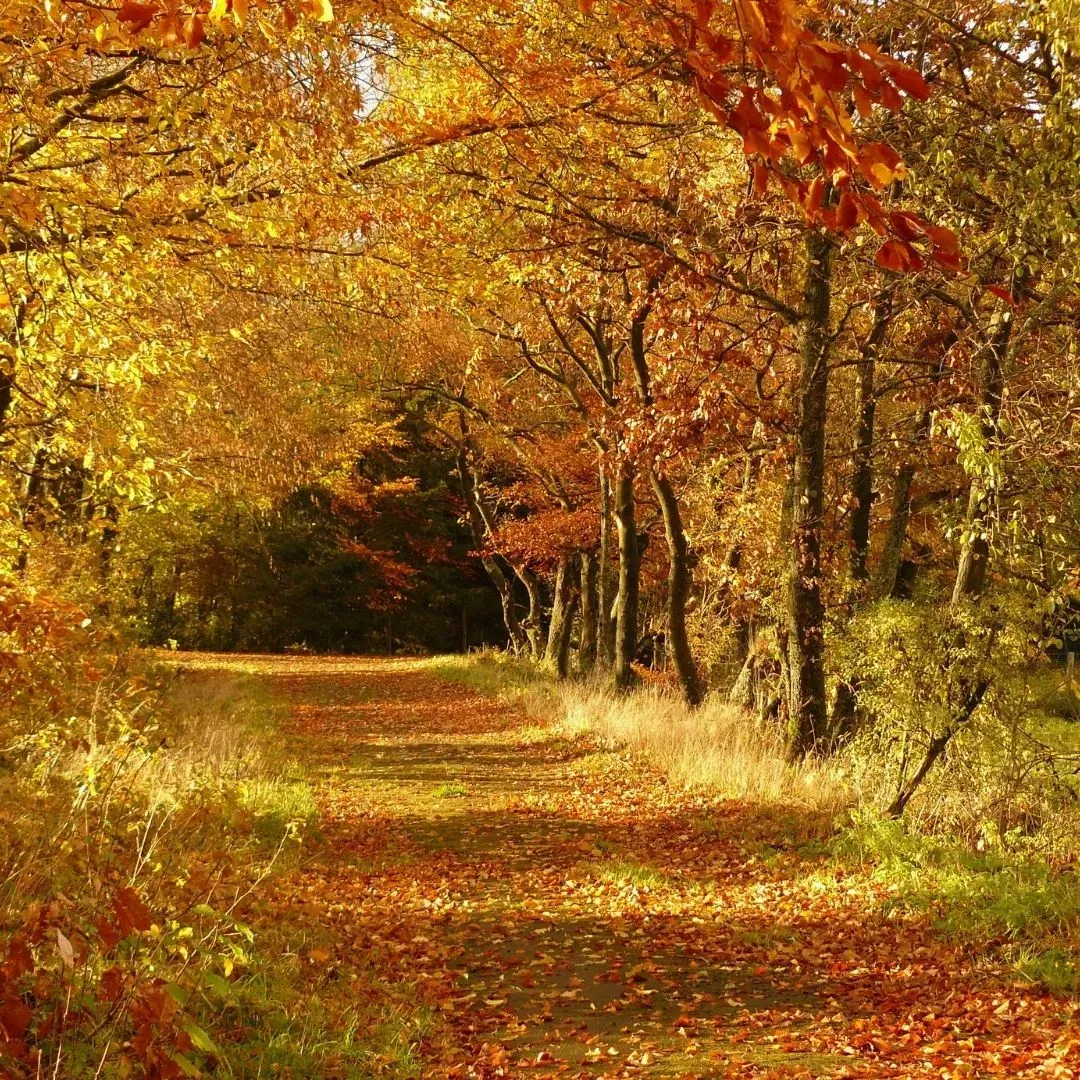 The 20 Best Places to See Autumn Foliage in October 2026