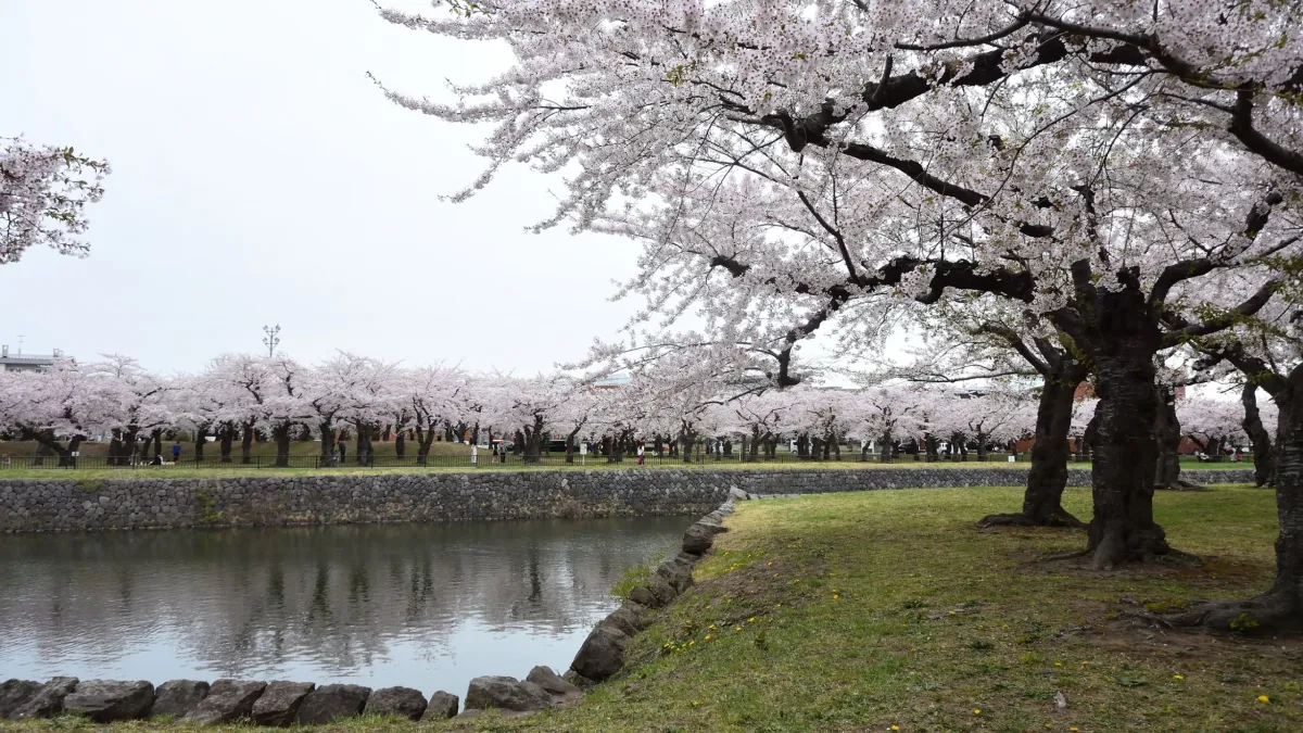 Hokkaido Cherry Blossom