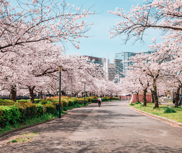 Japan Cherry Blossom Tours: Best Travel Itinerary and eSIM Packages