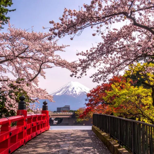 Sakura Cherry Blossom Japan Travel Guide with eSIM