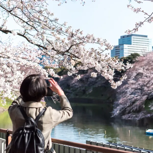 Japan Cherry Blossom Tours: Best Travel Itinerary and eSIM Packages